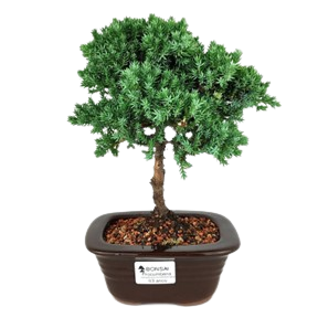 Juniperus Procumbens